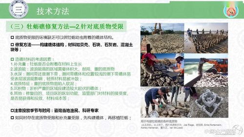 水生生物資源養(yǎng)護的創(chuàng)新實踐 牡蠣礁生態(tài)修復技術(shù)與生物技術(shù)推廣服務(wù)